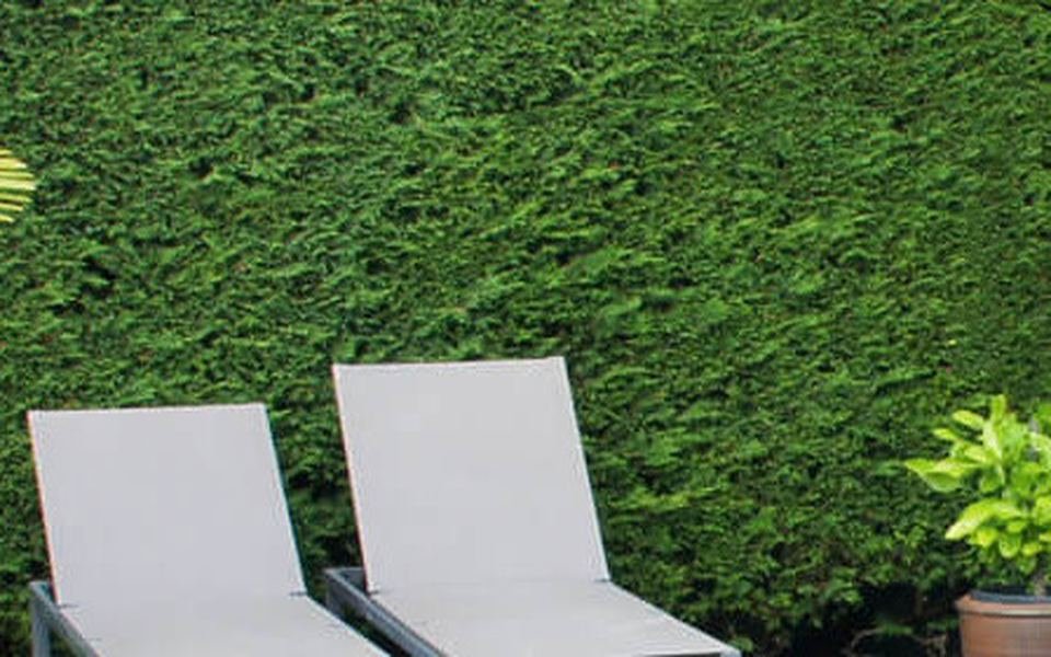 Terrasse en composite gris clair, chaises longues devant une haie, bord de piscine